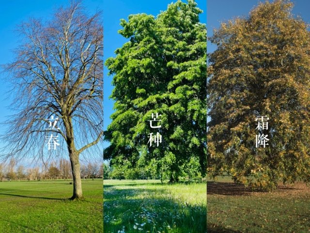 椴的节气 立春芒种到霜降